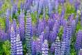Field of Lupinus, commonly known as lupin or Royalty Free Stock Photo