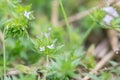 Field madder (Sherardia arvensis) Royalty Free Stock Photo