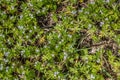 Field madder or spurwort on the ground