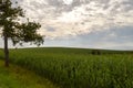 Field of maize green under a sheep sky