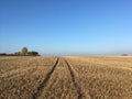 Field of maize stubble after harvest, Somerset, England Royalty Free Stock Photo