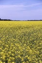 Field of Manitoba Canola in blossom 5 Royalty Free Stock Photo