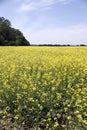 Field of Manitoba Canola in blossom 6 Royalty Free Stock Photo