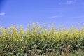 Field of Manitoba Canola in blossom 7 Royalty Free Stock Photo