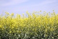 Field of Manitoba Canola in blossom 8 Royalty Free Stock Photo