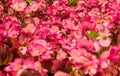 Field with many Begonia cucullata or wax begonia flowers