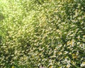 Field with many daisies background. Spring grass Royalty Free Stock Photo