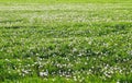 Field many dandelion