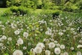 Fluffy dandelions in the park in the city Groningen in spring. Royalty Free Stock Photo