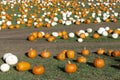 Field with many red and white pumkins