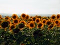 Field of many Yellow Sunflowers under light Sky Royalty Free Stock Photo