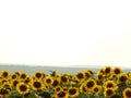Field of many Yellow Sunflowers under light Sky Royalty Free Stock Photo