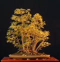Field maple bonsai in fall color Royalty Free Stock Photo