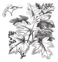 Field Maple or Hedge Maple or Acer campestre, vintage engraving Royalty Free Stock Photo
