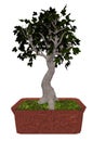 Field maple tree bonsai - 3D render Royalty Free Stock Photo