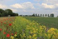 A field margin with yellow rapeseed and red poppies in the dutch countryside Royalty Free Stock Photo