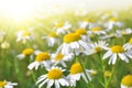Field of marguerites Royalty Free Stock Photo