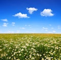 Field of marguerites