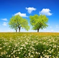 Field of marguerites with deciduous trees