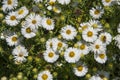 A field of marguerite, joy for the insects