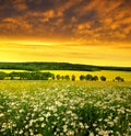 Field of marguerites