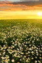 Field of marguerites