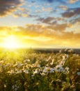 Field of marguerites