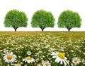 Field of marguerites with tree Royalty Free Stock Photo