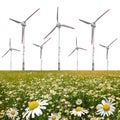 Field of marguerites with wind turbines