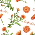Field marigold Calendula arvensis flowers, hand painted watercolor illustration with inscription, seamless pattern design
