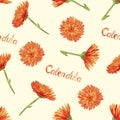Field marigold Calendula arvensis flowers, hand painted watercolor illustration with inscription, seamless pattern design