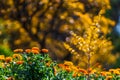 Field Marigold Closeup. Spring garden full of orange flowers. selective focus Royalty Free Stock Photo