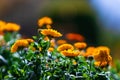 Field Marigold Closeup. Spring garden full of orange flowers. selective focus Royalty Free Stock Photo