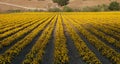 Field of Marigolds