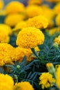 Field of marigolds, bright yellow flowers in the garden. Mexican marigold. Floral wallpaper, nature backgrounds. Tagetes erecta, Royalty Free Stock Photo