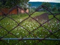 A field of matricaria chamomile flowers blooming in the yard of a countryhouse