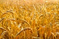 A field of mature wheat. Yellow ears of wheat. Royalty Free Stock Photo