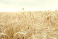 Field with mature yellow wheat. Spikelets of wheat on field.