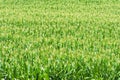 Field of Maturing Corn in Tennessee