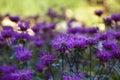 A field of mauve flowers blooming on purple.