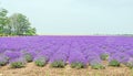 Field of mauve, purple Lavandula angustifolia, lavender, most commonly True Lavender or English lavender, garden lavender