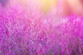 Field Meadow with Beautiful Flowers in Trendy Ultraviolet and Pastel Colors. Golden Sunlight Flare Beams