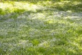 Field meadow of blooming Myosotis forget-me-nots, background wallpaper. Green meadow with blooming small blue flowers Forget-me-