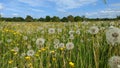 A field meadow of dandelion seed heads and buttercups