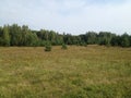 A field of meadow flowers next to a young coniferous forest