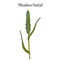 Field meadow foxtail alopecurus pratensis , medicinal plant Royalty Free Stock Photo