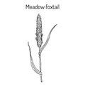 Field meadow foxtail alopecurus pratensis , medicinal plant