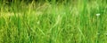 Field Meadow Fresh Grass Sunny Weather