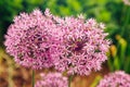 Allum millenium ornamental onion. Rosy purple pink fluffy pretty rounded home flower plant on green grass. Royalty Free Stock Photo