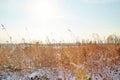 Field Or Meadow And Grass With Snow And Cold Sun On Background. Beautiful Winter Landscape. Winter Morning, Day Or
